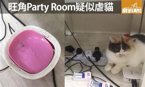 友間房|旺角Party Room疑似虐貓 動物cafe無皇管 貓貓骨瘦如。